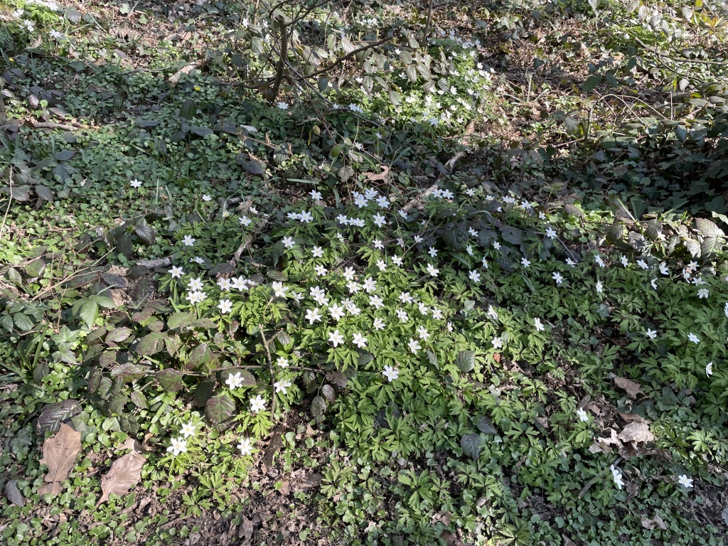 Willekeurige afbeelding uit het fotoalbum