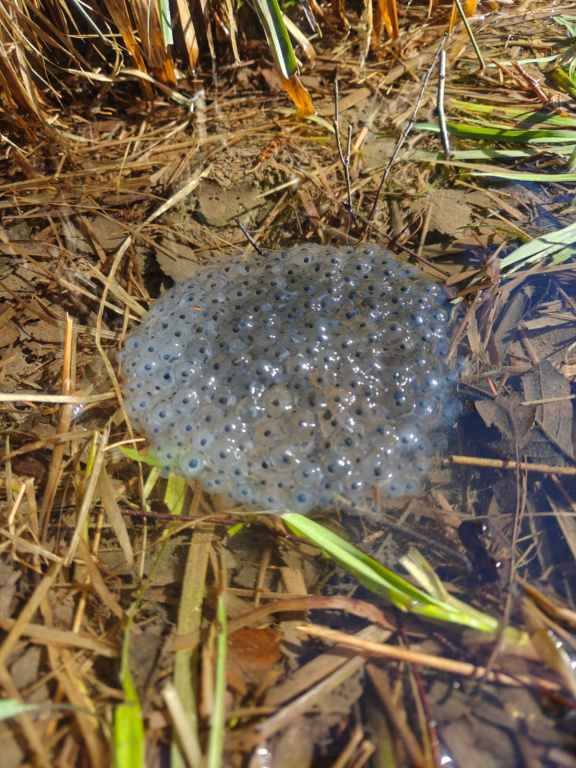 Willekeurige afbeelding uit het fotoalbum