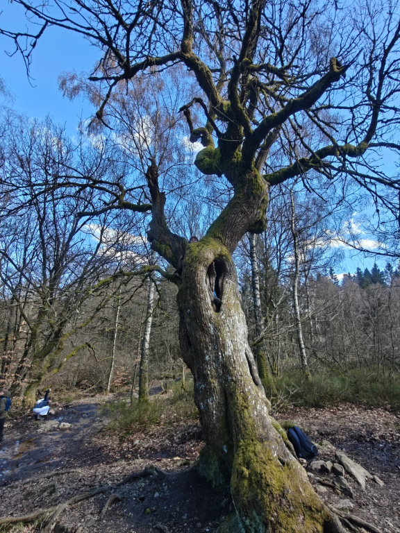 Willekeurige afbeelding uit het fotoalbum