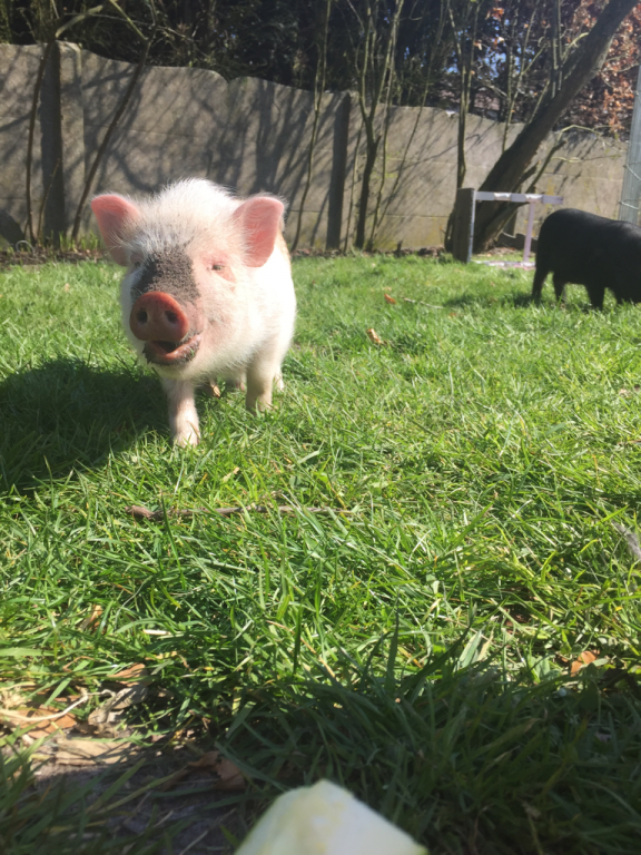 Willekeurige afbeelding uit het fotoalbum